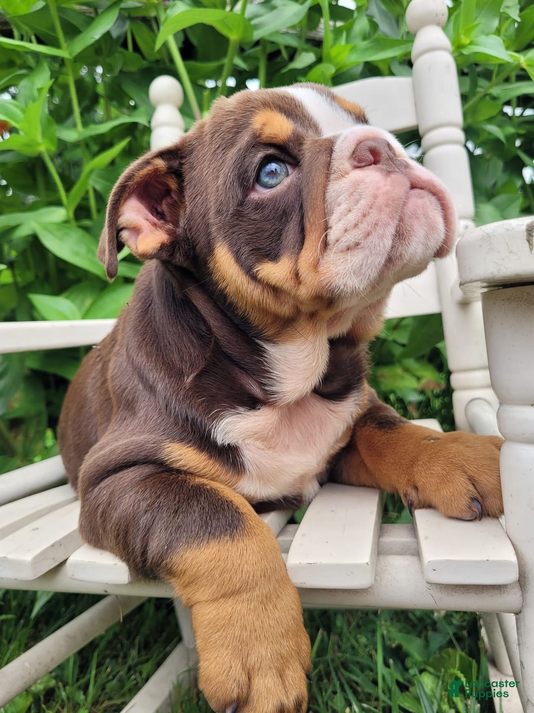 English Bulldog dogs for sale: Sadie - Image 12