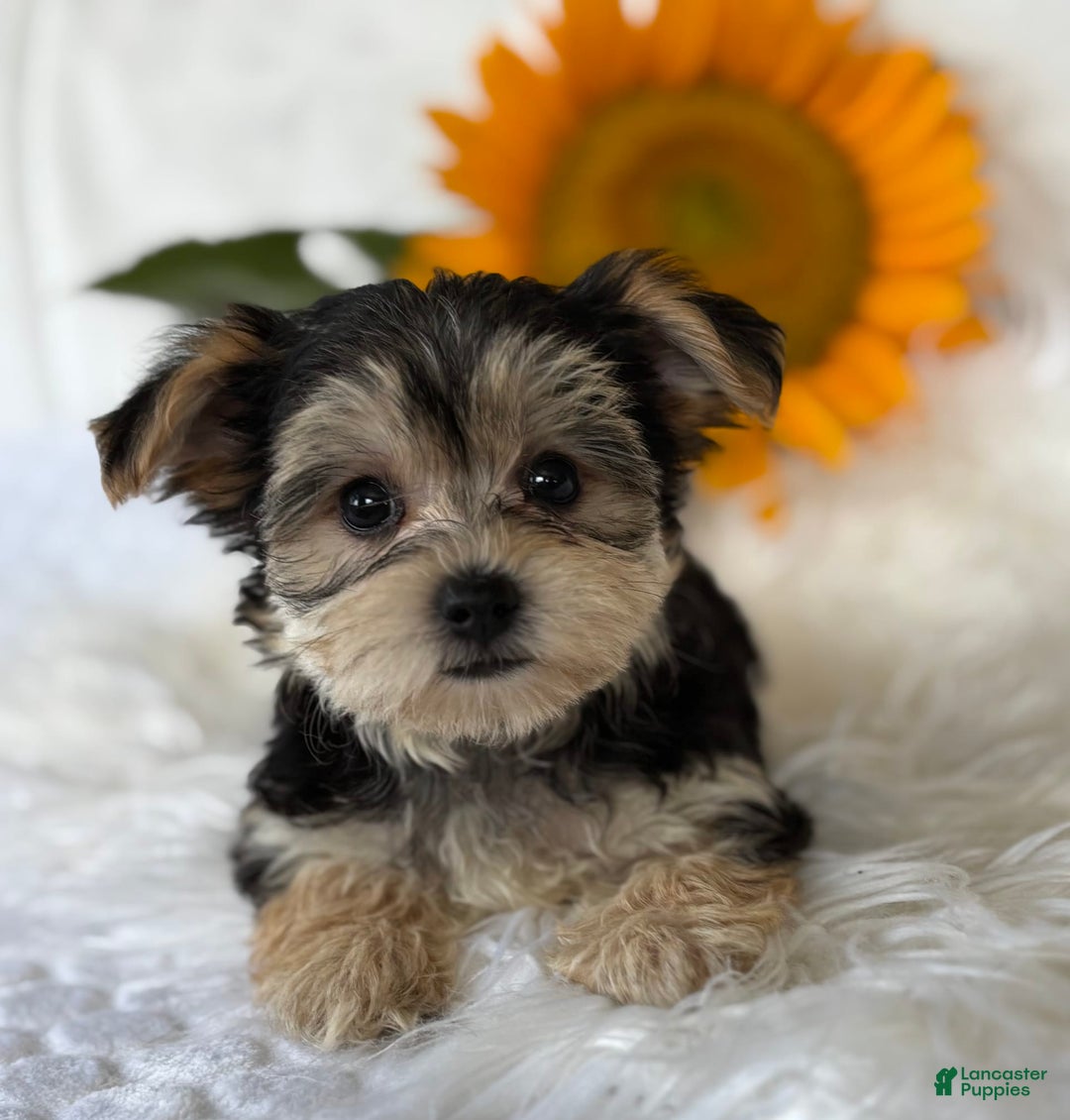 Morkie dogs for sale: Lillian - Image 3