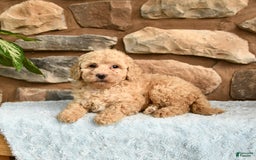 Miniature Poodle dogs for sale: Barbie - Image 2