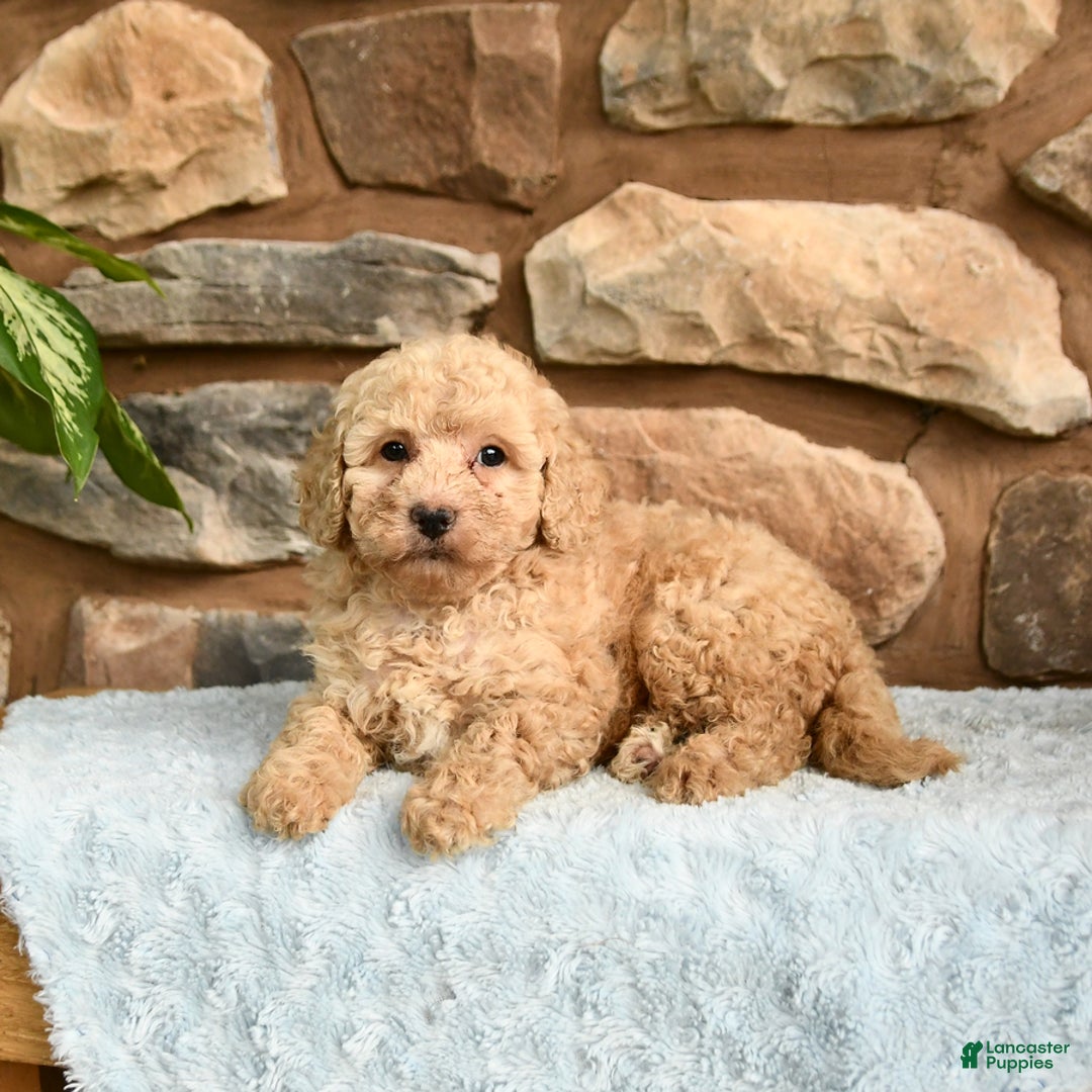 Miniature Poodle dogs for sale: Barbie - Image 2