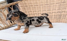 Miniature Dachshund dogs for sale: Buddy - Image 12