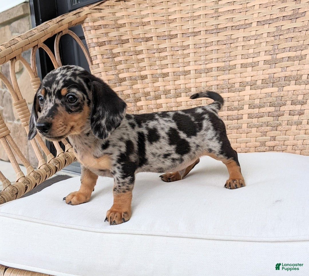Miniature Dachshund dogs for sale: Buddy - Image 12