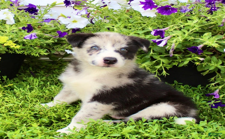 Australian Shepherd dogs for sale - Ad 1