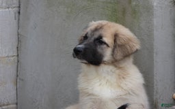 Anatolian Shepherd dogs for sale: Shyla - Image 1