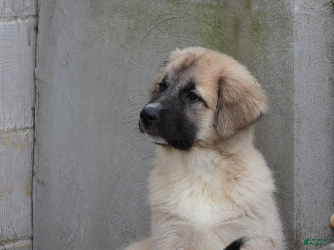 Anatolian Shepherd dogs for sale: Shyla - Image 1