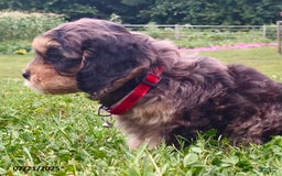 Cavapoo dogs for sale: Melody - Image 2