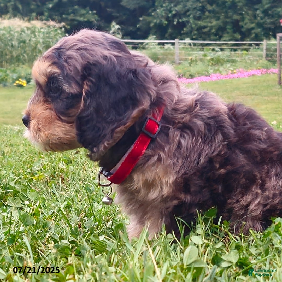 Cavapoo dogs for sale: Melody - Image 2