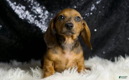 Miniature Dachshund dogs for sale: Slinkey - Image 3