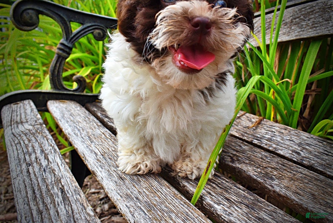 Havapoo dogs for sale: Destiny - Image 8