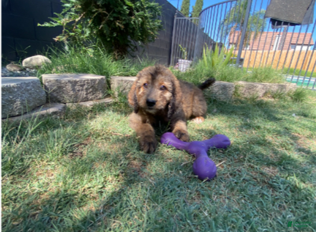 Bernedoodle dogs for sale: Baby Caramelo - Image 3