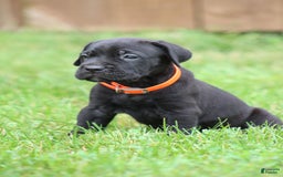 Cane Corso dogs for sale: Bane - Listing for pets: Willow, Bane - Image 2