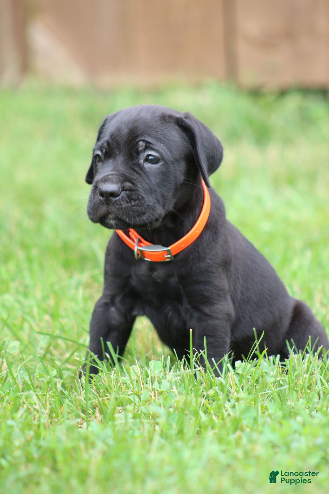 Cane Corso dogs for sale: Bane - Listing for pets: Willow, Bane - Image 2