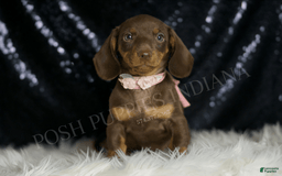 Miniature Dachshund dogs for sale: Sydney - Image 5