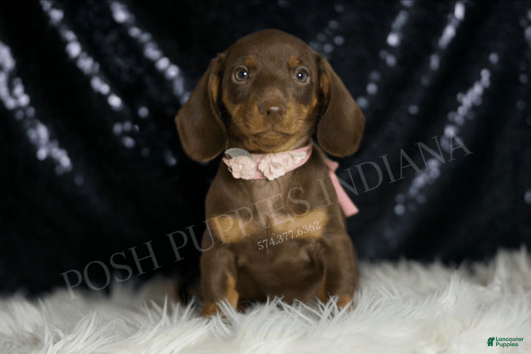 Miniature Dachshund dogs for sale: Sydney - Image 5