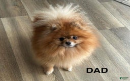 Pomeranian dogs for sale: Nick - Image 5