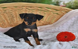Miniature Pinscher dogs for sale: Buster - Image 1