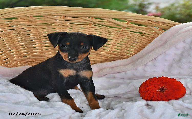 Miniature Pinscher dogs for sale - Ad 1