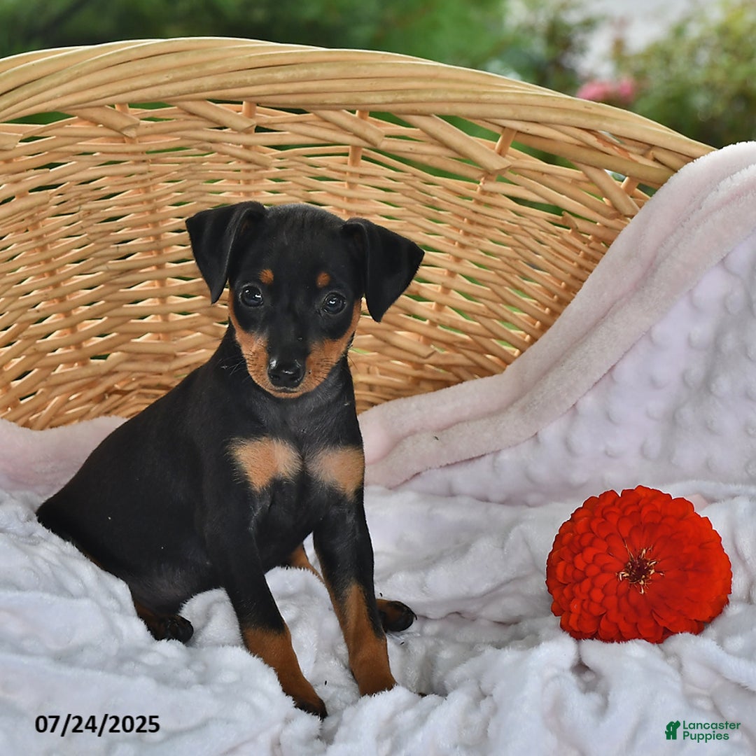 Miniature Pinscher dogs for sale: Buster - Image 1