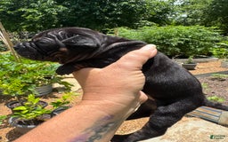 American Bulldog dogs for sale: China - Listing for pets: China, Chongqin - Image 2