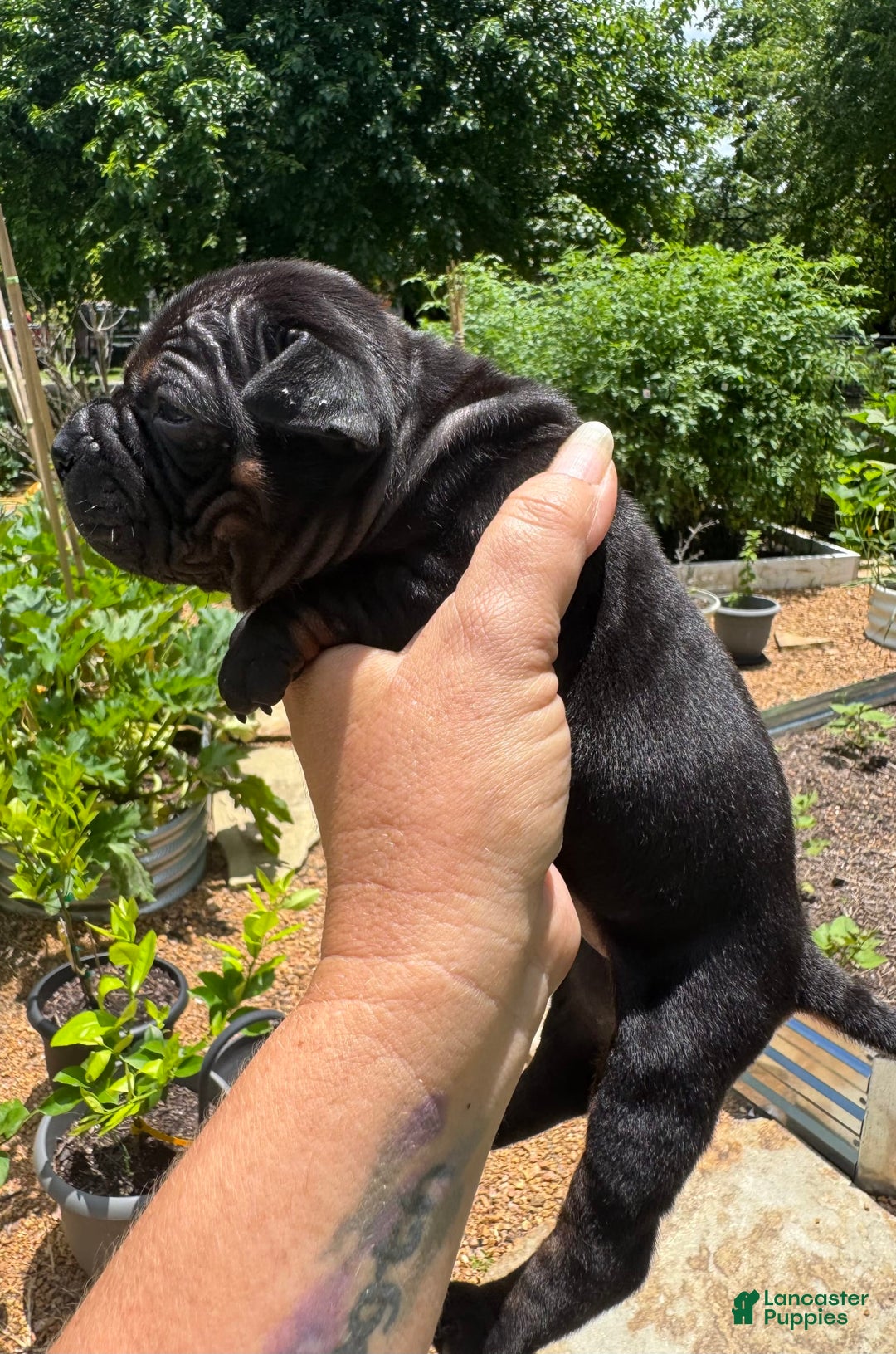 American Bulldog dogs for sale: China - Listing for pets: China, Chongqin - Image 2