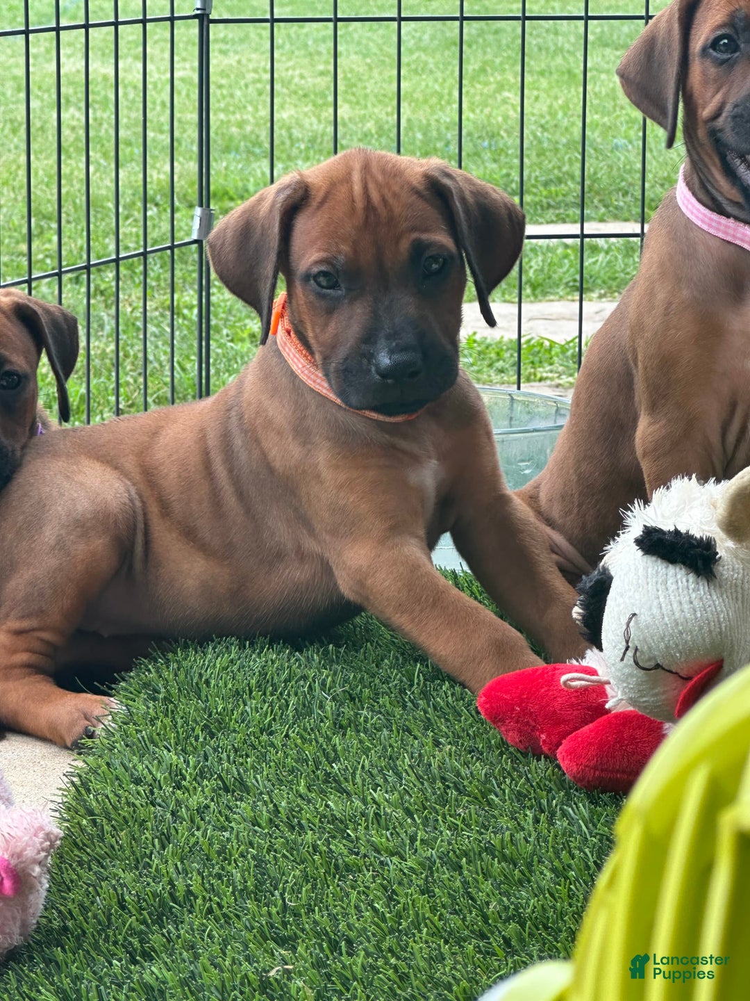 Rhodesian Ridgeback dogs for sale: Peach - Image 2
