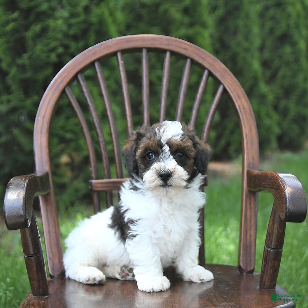 Miniature Poodle dogs for sale: Tucker Extra Small - Image 6