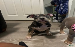 American Bully dogs for sale: Rosey - Image 17