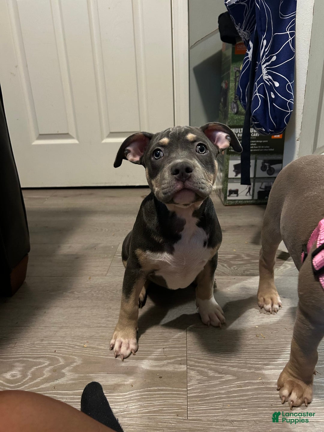 American Bully dogs for sale: Rosey - Image 17