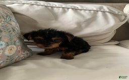 Yorkshire Terrier dogs for sale: Cash - Image 13