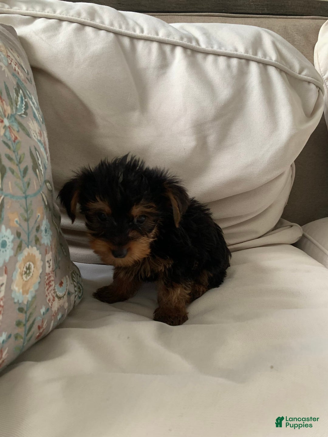 Yorkshire Terrier dogs for sale: Cash - Image 13