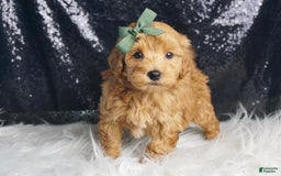 Maltipoo dogs for sale: Maltipoo 2 puppies - Image 5