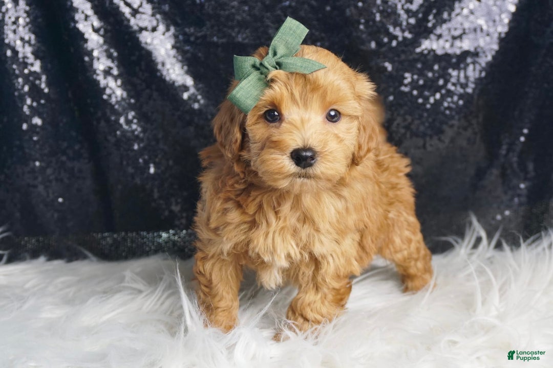 Maltipoo dogs for sale: Maltipoo 2 puppies - Image 5