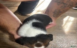 Beagle dogs for sale: Bandit - Image 3
