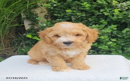 Mini Goldendoodle dogs for sale: Waylon - Image 3