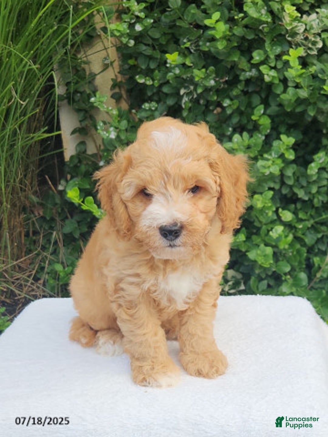 Mini Goldendoodle dogs for sale: Waylon - Image 3