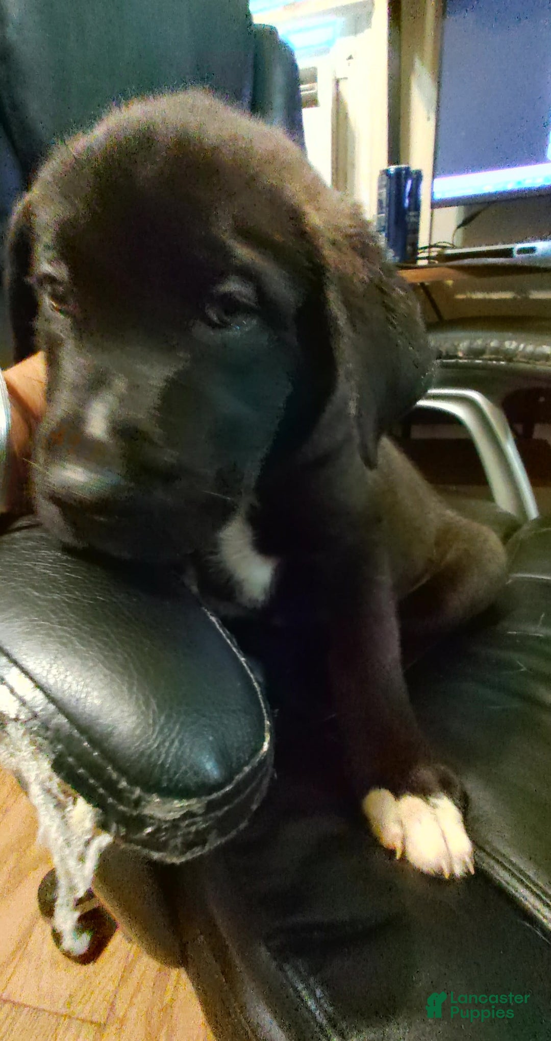 Cane Corso dogs for sale: Cane Corso 2 puppies - Image 3