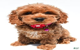 Cockapoo dogs for sale: Lilly - Image 2