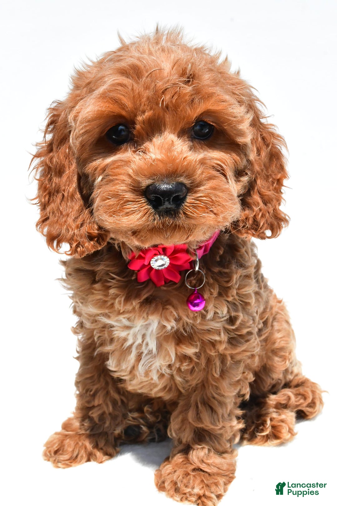 Cockapoo dogs for sale: Lilly - Image 2