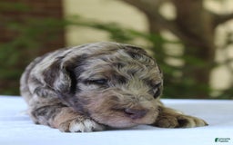 Standard Poodle dogs for sale: Denver Moyen - Image 15