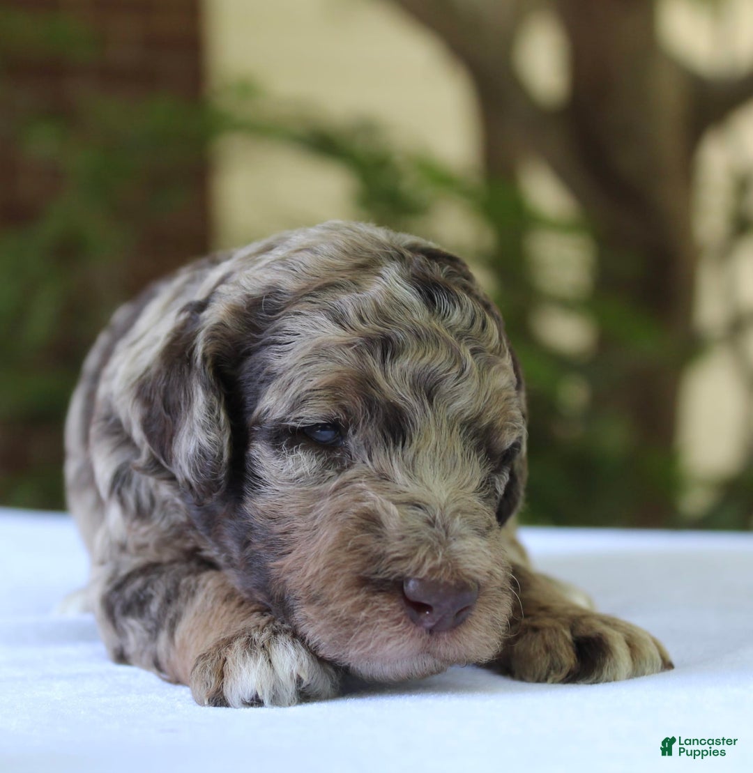Standard Poodle dogs for sale: Denver Moyen - Image 15