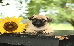 Pug dogs for sale: Roscoe - Image 1
