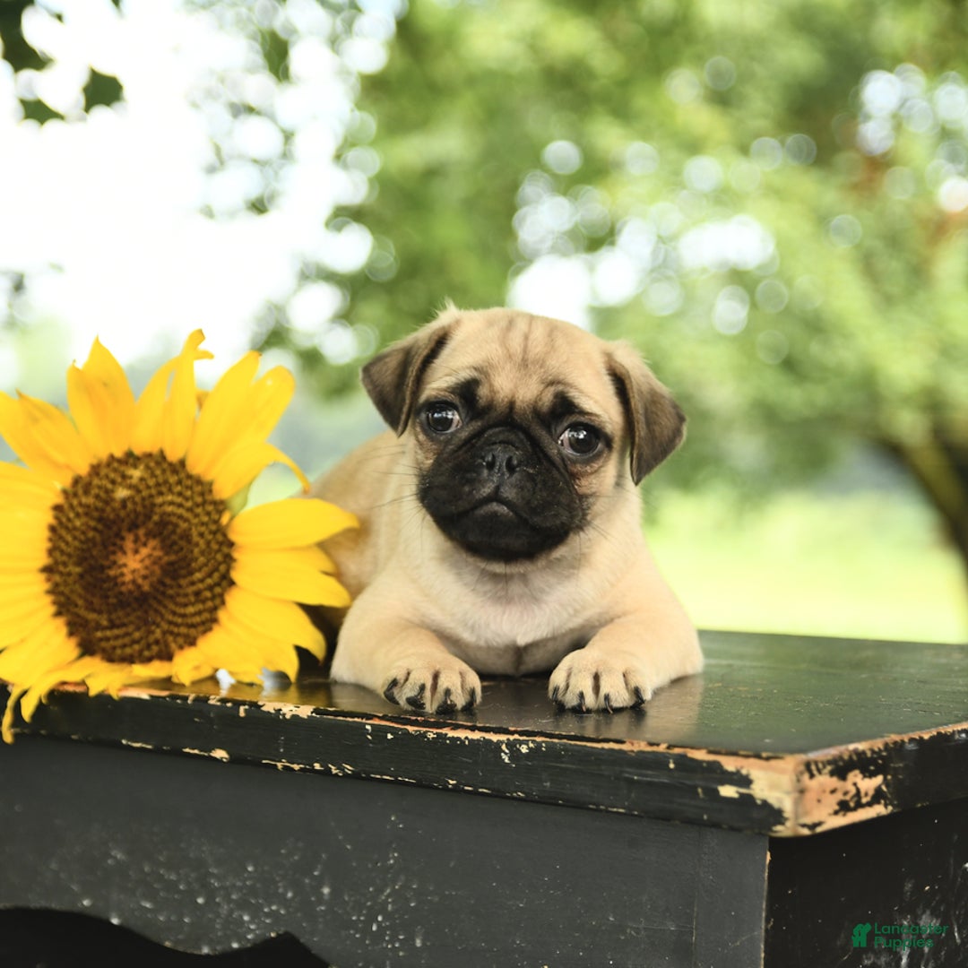 Pug dogs for sale: Roscoe - Image 1