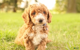 Mini Goldendoodle dogs for sale: Jet - Image 2