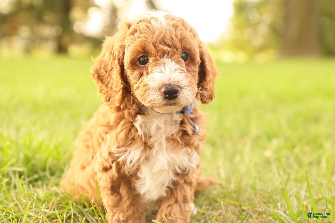 Mini Goldendoodle dogs for sale: Jet - Image 2
