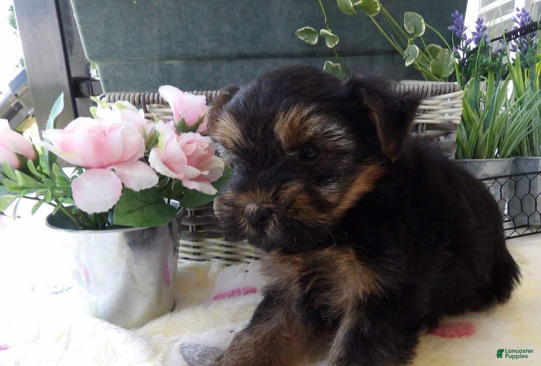 Yorkshire Terrier dogs for sale: Yorkshire Terrier 3 puppies - Image 3