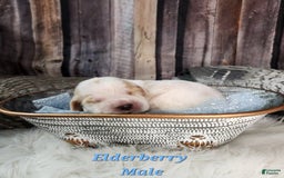 English Springer Spaniel dogs for sale: Elderberry - Image 2
