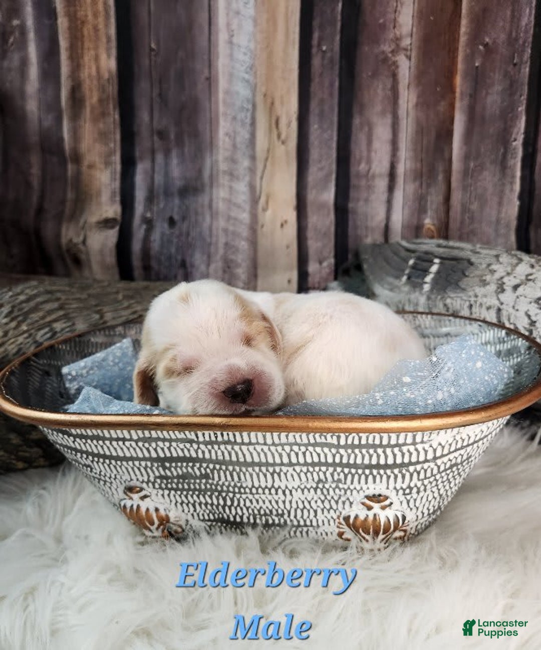English Springer Spaniel dogs for sale: Elderberry - Image 2