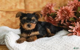 Yorkshire Terrier dogs for sale: Lillian Teacup - Image 9