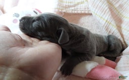 Great Dane dogs for sale: Sky - Image 8