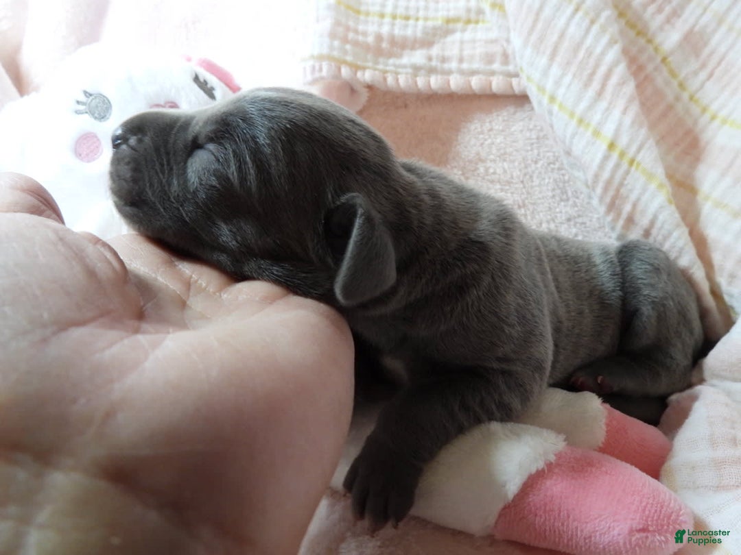 Great Dane dogs for sale: Sky - Image 8
